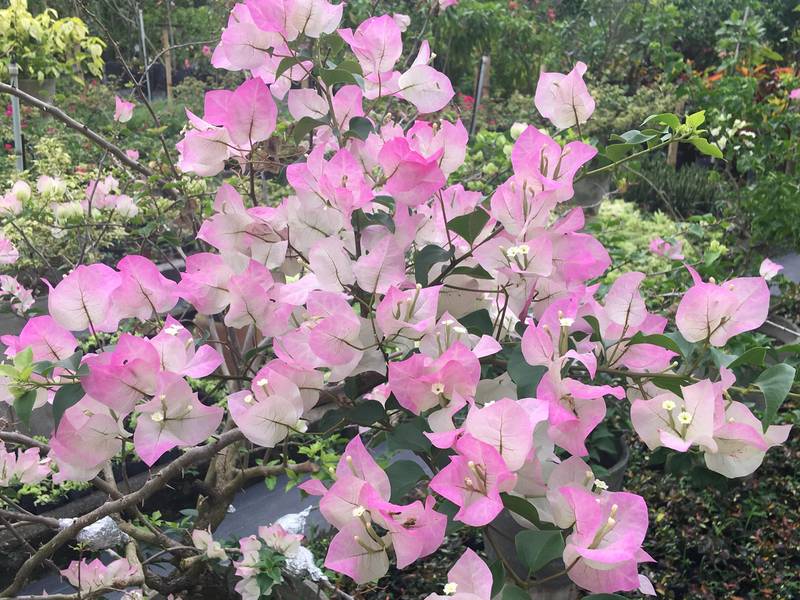 onde plantar buganvília