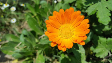 sobre planta calêndula