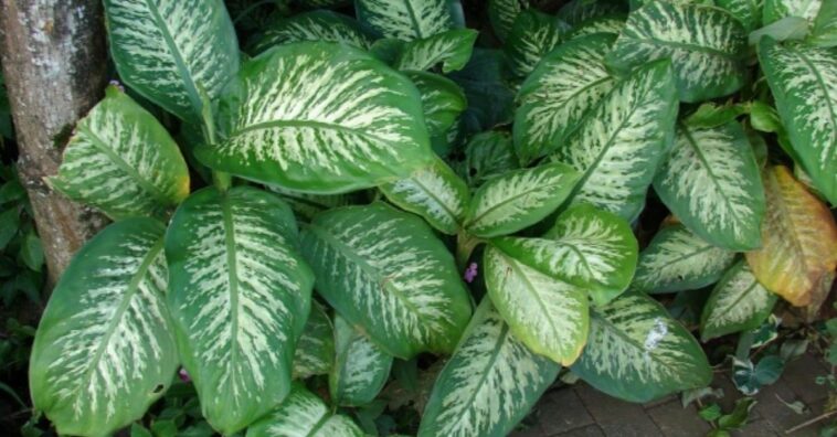 cuidados com a planta comigo-ninguém-pode