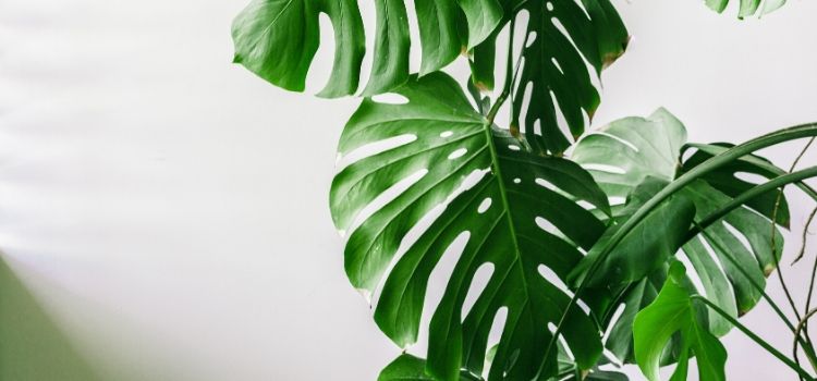 planta costela-de-adão cuidados