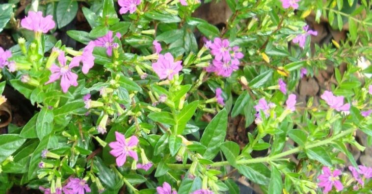 cuidados com a planta falsa érica