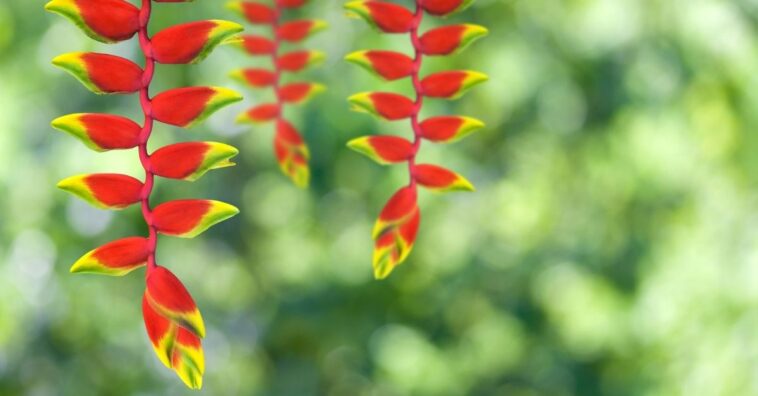 helicônia planta cuidados