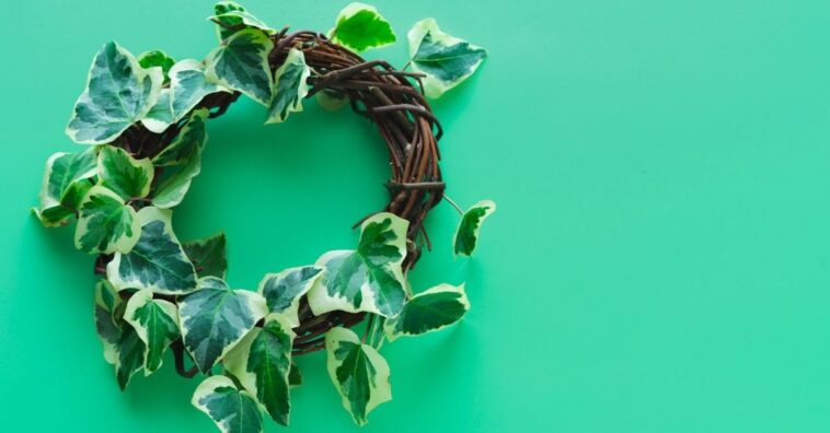 hera como fazer mudas