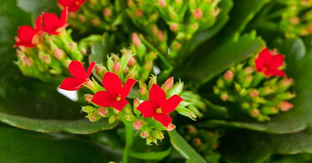 Kalanchoe: aprenda a cultivar essa planta colorida em casa
