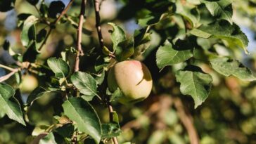 planta macho e fêmea