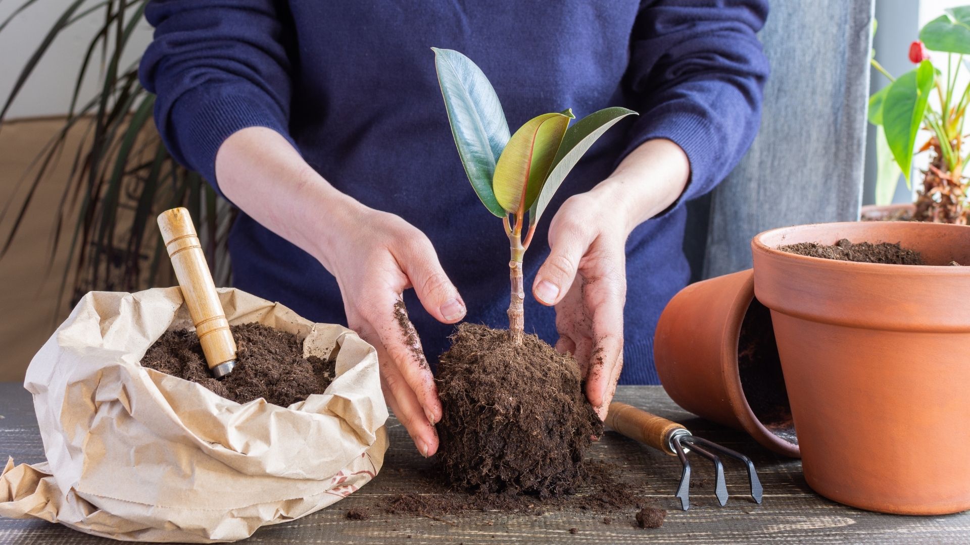 planta mais combina com a sua personalidade