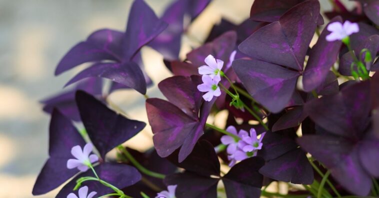planta mariposa cuidados