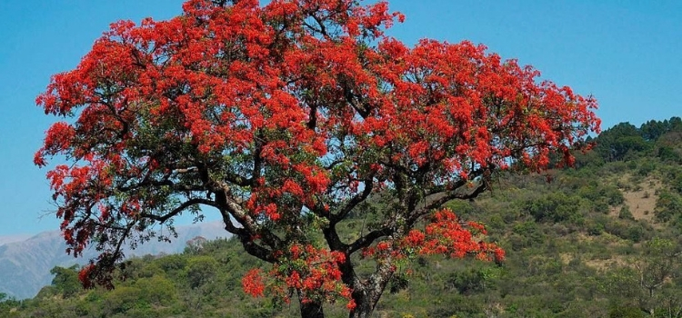 planta para fazer chá de mulungu