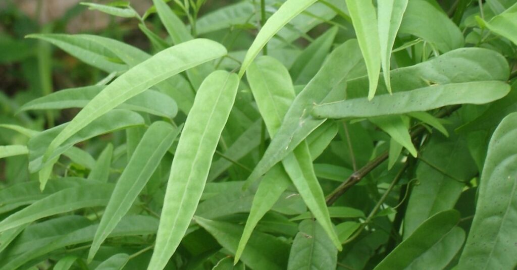Chá de pariri: para que serve e como usar essa planta medicinal
