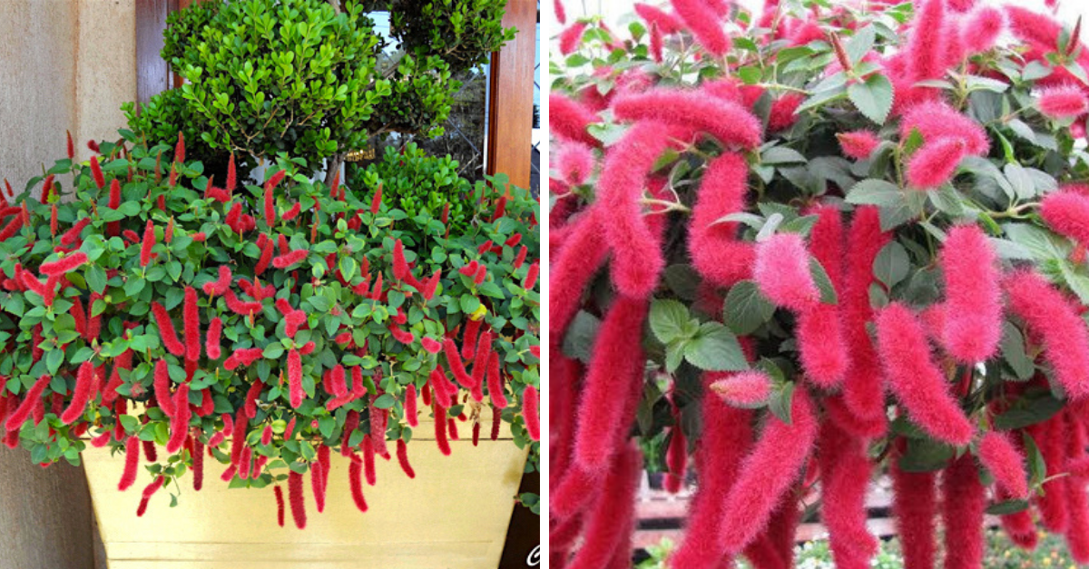 Rabodegato uma planta curiosa para ter