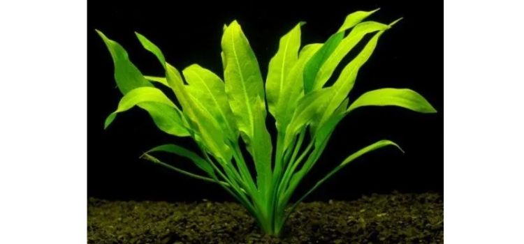 planta submersa amazonense