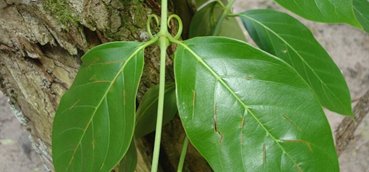 sobre planta unha-de-gato