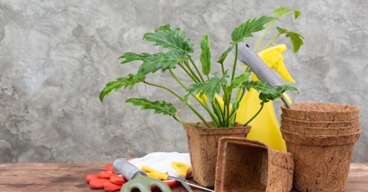 xanadu planta como cuidar