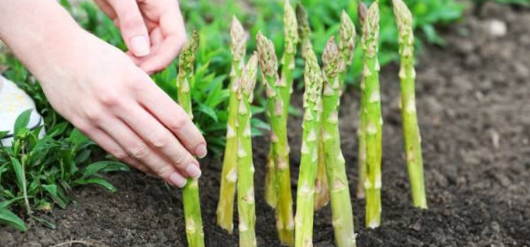 plantando aspargos passos