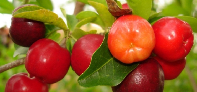 como plantar acerola