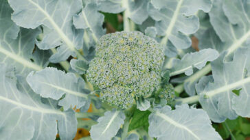 plantar brócolis passo a passo