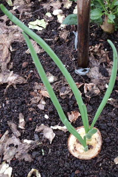 como plantar cebola vaso