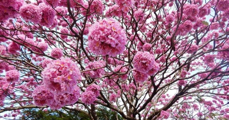 plantar e cultivar ipês