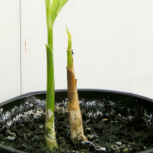 plantar gengibre em vaso