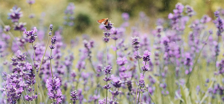 plantar lavanda em casa