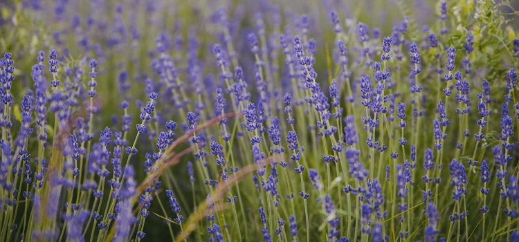 flores atrair borboletas lavanda