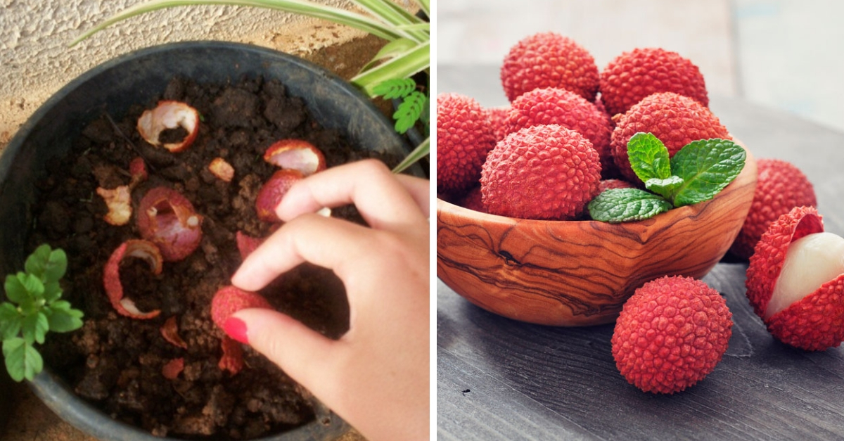 Como plantar lichia em casa