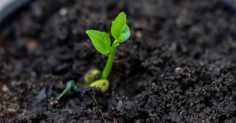 plantar limão em xícara