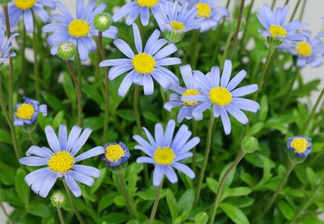 margarida-azul cuidados