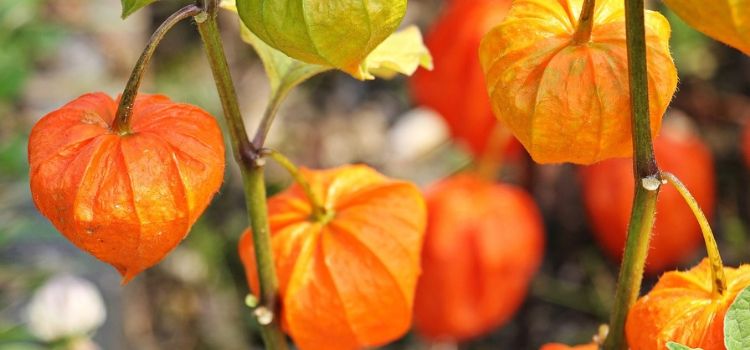 como plantar physalis