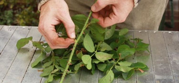 plantar rosas na batata limpeza