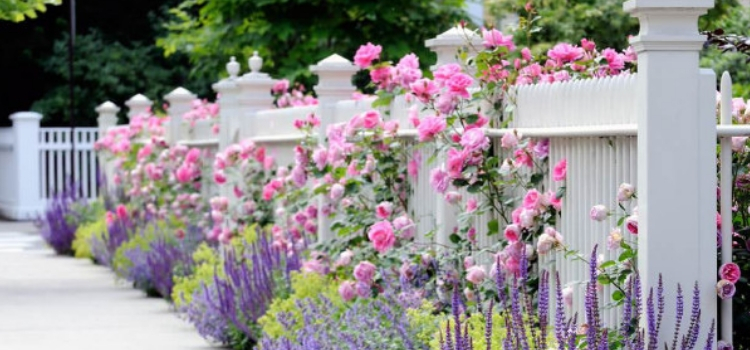 como plantar rosas cuidados