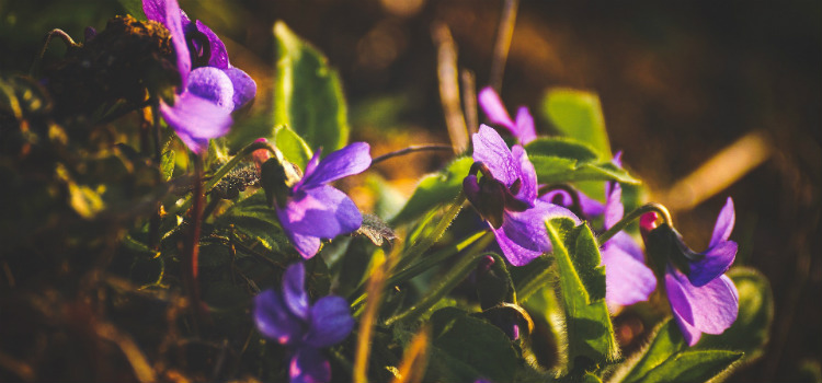 plantar violeta