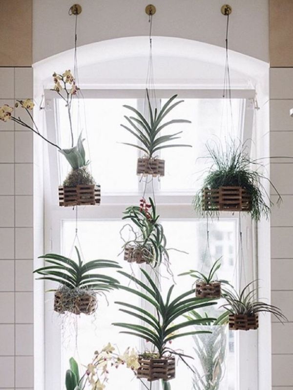 decoração criativa decorar com plantas