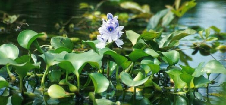 plantas aquáticas flutuantes aguapé