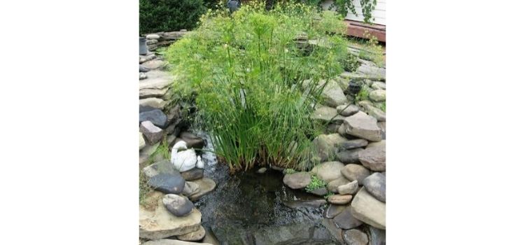 plantas aquáticas palustres sombrinha