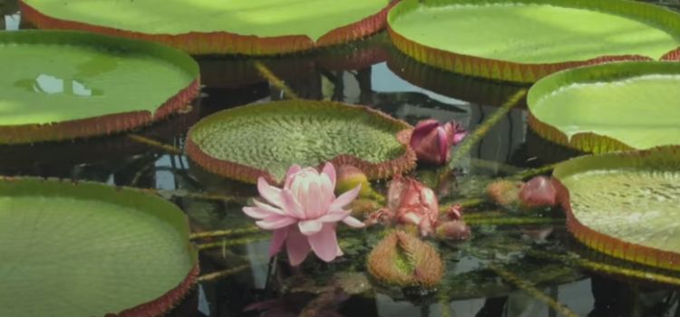 plantas aquáticas emergentes vitória régia