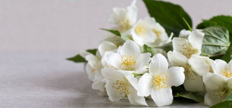 7 Plantas para deixar um cheirinho gostoso na sua casa