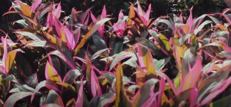 plantas com folhas coloridas dracena rubra