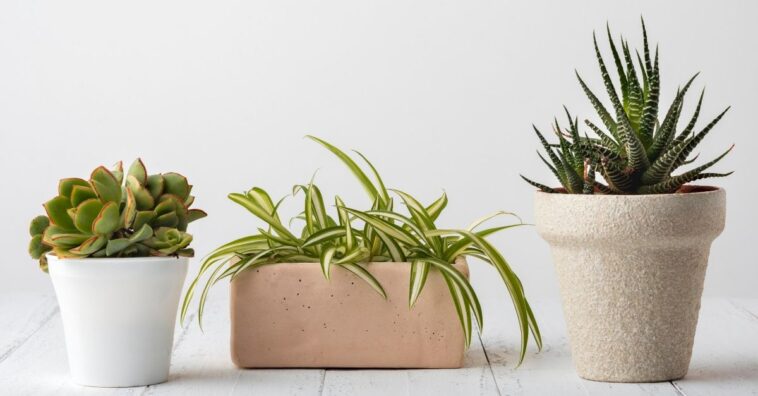 plantas de cada signo