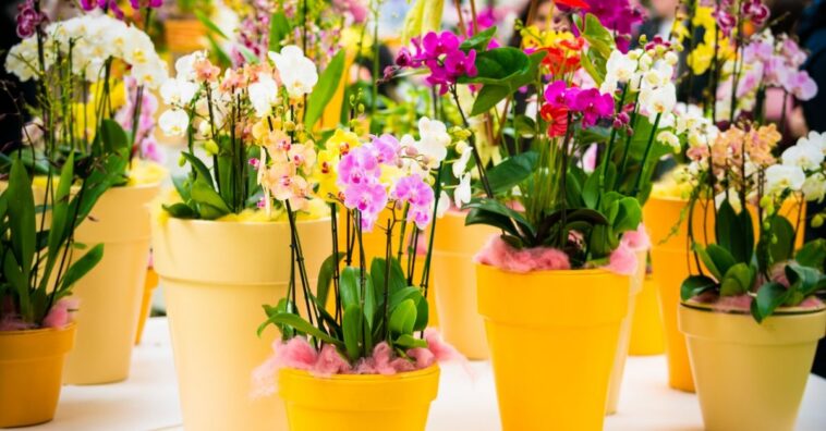 plantas de companhia para orquídeas