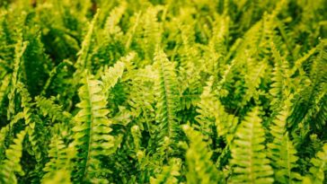 quais plantas são difíceis de cuidar