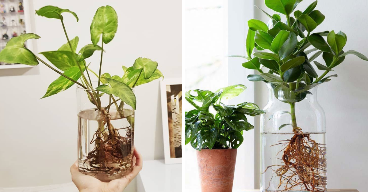 7-plantas-para-cultivar-na-gua