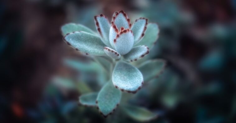 plantas fofas para ter no apartamento
