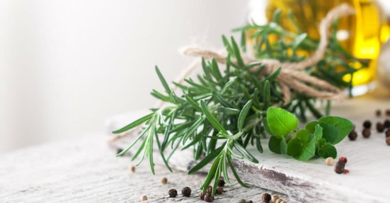 plantas medicinais brasileiras