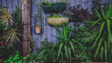 plantas ornamentais para ter em casa