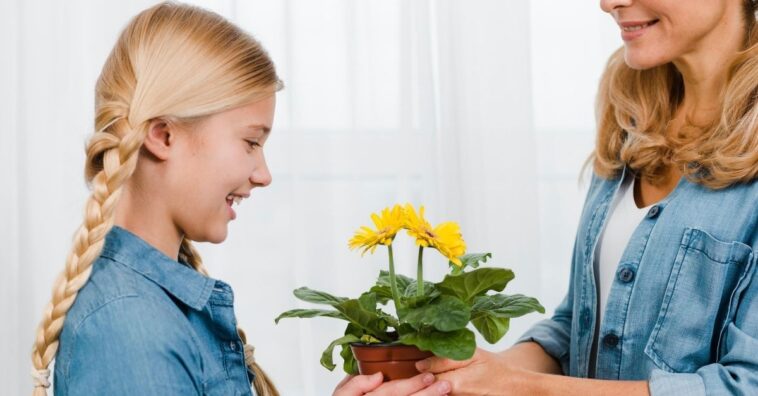 plantas para dar de presente