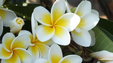 plantas para reduzir estresse