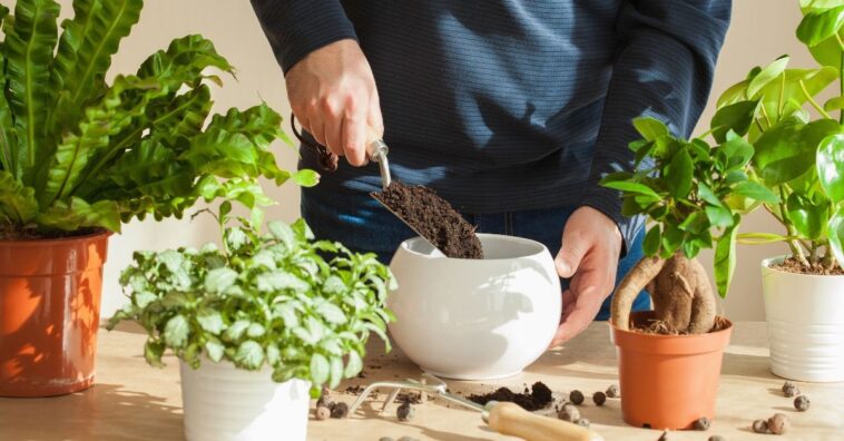plantas para regar uma vez ao mes