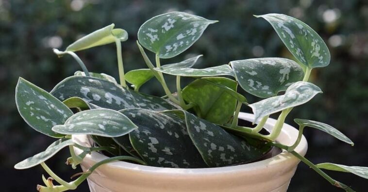 plantas pequenas para ter em casa