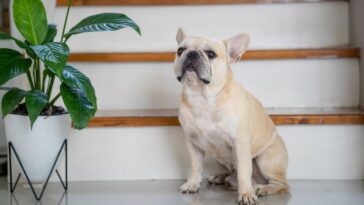 plantas pet friendly